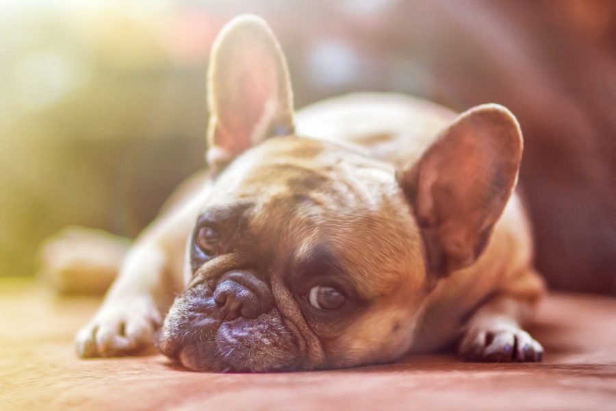 5 Foods That are Killing Your Dog