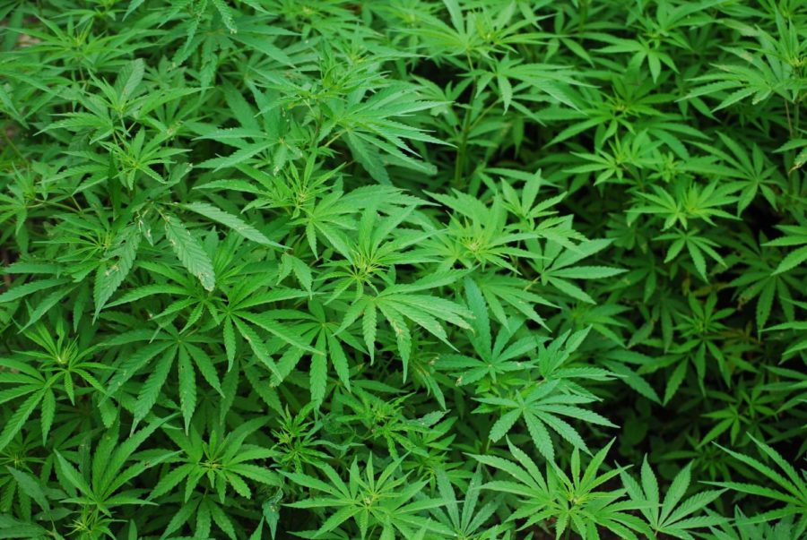 Legalisation of Marijuana in Germany
