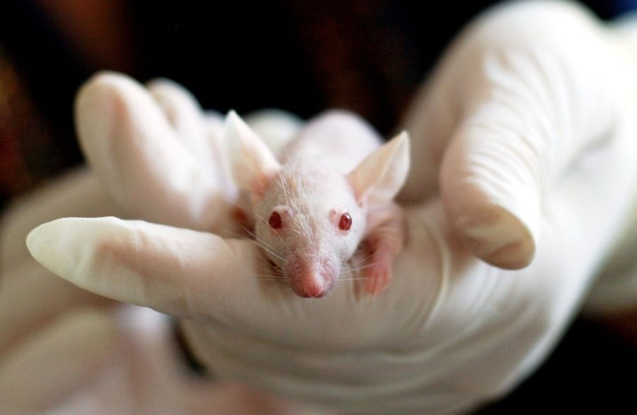 The Unethical Nature of Animal Testing