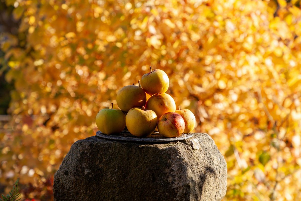 Apples to Apples: The Applefest Experience