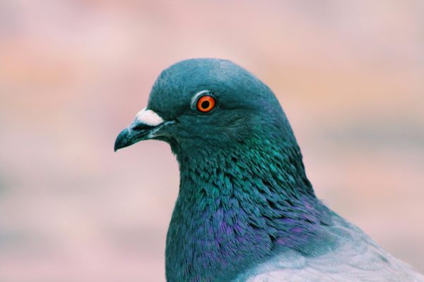 Pigeons - Infestation or misunderstood pets?